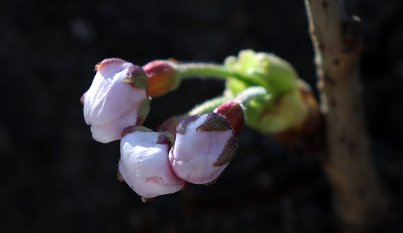 여의도 벚꽃 축제를 하루 앞둔 4일 오후 서울 여의도 윤중로의 벚나무의 벚꽃망울이 개화를 앞두고 있다. 2019.4.4  연합뉴스