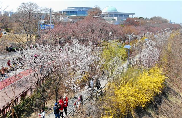 여의도 봄꽃축제를 하루 앞둔 4일 오후 서울 여의도 국회의사당 인근 윤중로 일대에 개나리와 매화가 활짝 피어 있다. 2019.4.4 뉴스1