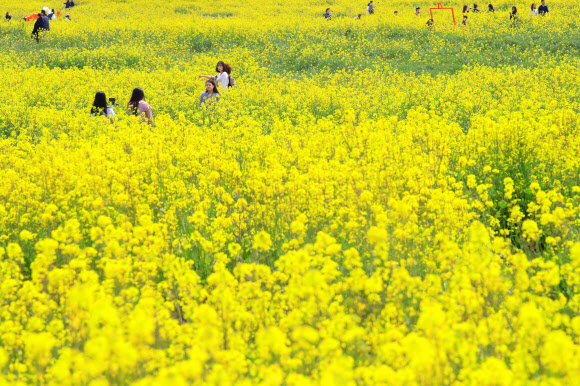 4일 제주 서귀포시 표선면 가시리 조랑말체험공원 일대에서 열린 ‘제37회 제주유채꽃축제’를 찾은 관광객들이 봄의 정취를 만끽하고 있다. 2019.4.4  연합뉴스