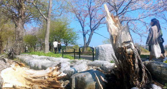 기상청이 강원 동해안에 태풍급 강풍을 예보한 4일 강릉시 경포호의 버드나무가 강풍에 부러져 있다. 2019.4.4  연합뉴스