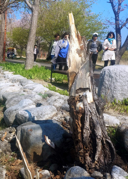 기상청이 강원 동해안에 태풍급 강풍을 예보한 4일 강릉시 경포호의 버드나무가 강풍에 부러져 있다. 2019.4.4  연합뉴스