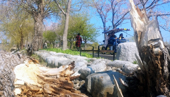 기상청이 강원 동해안에 태풍급 강풍을 예보한 4일 강릉시 경포호의 버드나무가 강풍에 부러져 있다. 2019.4.4  연합뉴스