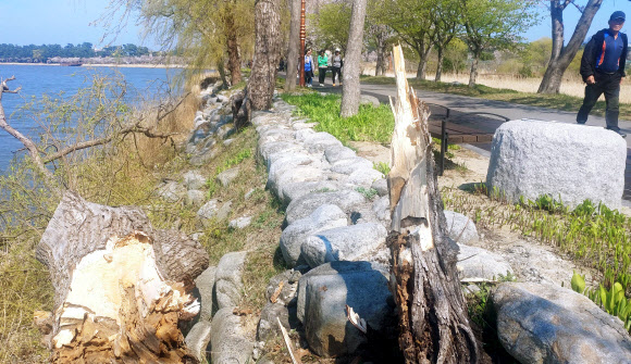 기상청이 강원 동해안에 태풍급 강풍을 예보한 4일 강릉시 경포호의 버드나무가 강풍에 부러져 있다. 2019.4.4  연합뉴스