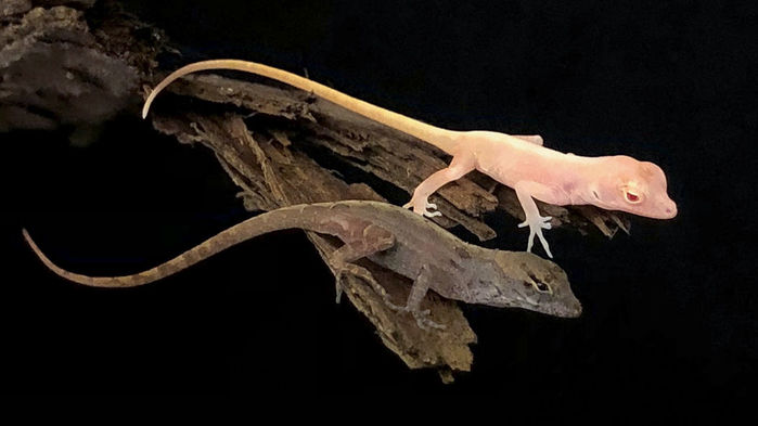미국 연구진이 아놀도마뱀(아래쪽)의 유전자 편집을 통해 피부색이 하얀 알비노 아놀도마뱀(위쪽)을 탄생시키는데 성공했다. 사이언스 제공