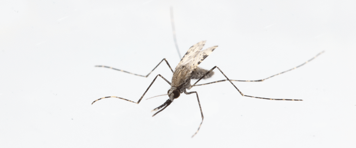 아노펠레스 콜루찌(Anopheles coluzzi)는 말라리아 원충 감염에 대한 저항성 유전자를 갖고 있다. 獨막스플랑크연구소 제공