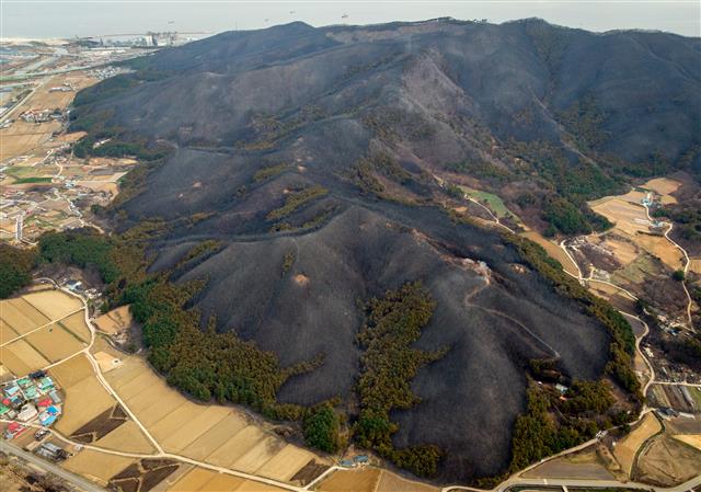이 숲이 살아나려면 얼마나 걸릴까