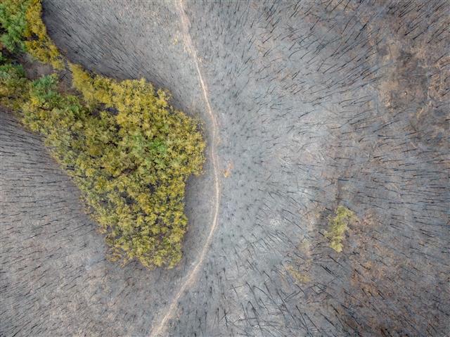 푸르렀던 산이...
