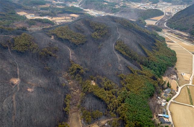 지울 수 없는 산불의 상처