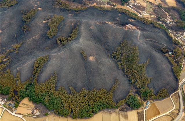 산불이 남긴 상처