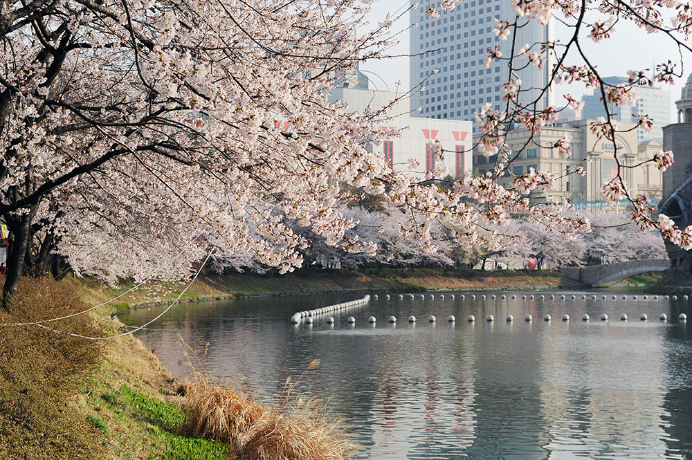 6일 오전 ‘2019 석촌호수 벚꽃축제’가 열리고 있는 서울 송파구 석촌호수 주변에 벚꽃이 피어 있다.