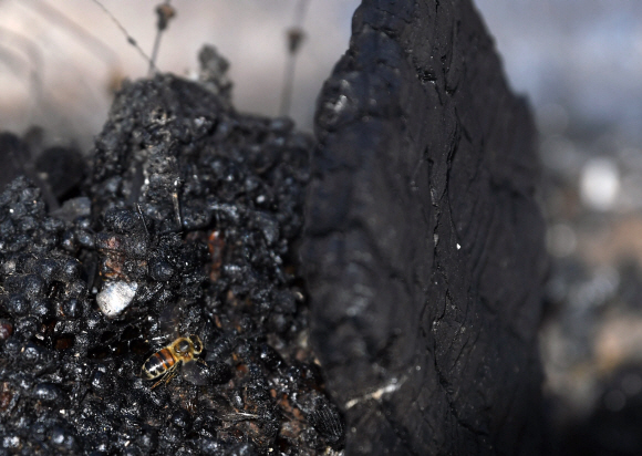 강원 고성·속초·강릉 지역 화재발생 나흘 째인 7일  강원 강릉시 옥계면 한 양봉장이 모두 불에타 흔적만 남아있다.2019. 4. 7. 박윤슬 기자 seul@seoul.co.kr