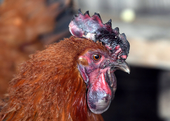 강원 고성·속초·강릉 지역 화재발생 나흘 째인 7일  강원 강릉시 옥계면 마을 주민이 키우던 닭의 벼슬이 지난 화재로 까맣게 타있다.2019. 4. 7. 박윤슬 기자 seul@seoul.co.kr
