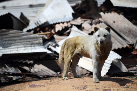 강원 고성·속초·강릉 지역 화재발생 나흘 째인 7일  강원 강릉시 옥계면 한 마을에서 화재로 무너진 집을 개가 지키고 있다.2019. 4. 7. 박윤슬 기자 seul@seoul.co.kr