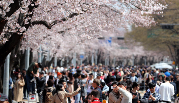 벚꽃축제 인파