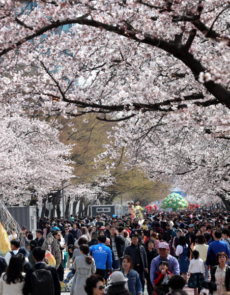 여의도 윤중로에 몰린 인파