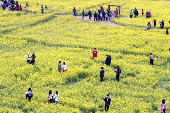 온통 황금 물결