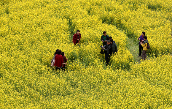 노란 유채꽃밭에서 추억