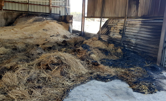 산불에 타버린 1년 치 여물