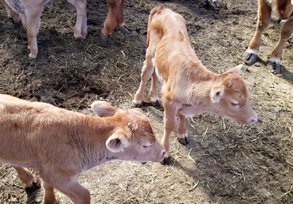 불구덩이 속 태어난 쌍둥이 송아지