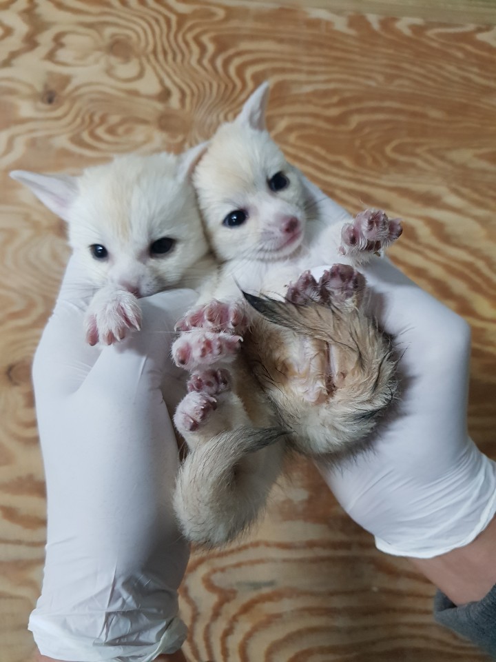 순천만국가정원 야생동물원에서 태어난 사막여우 새끼 2마리