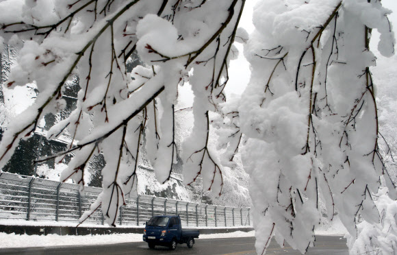 겨울로 다시 돌아간 대관령