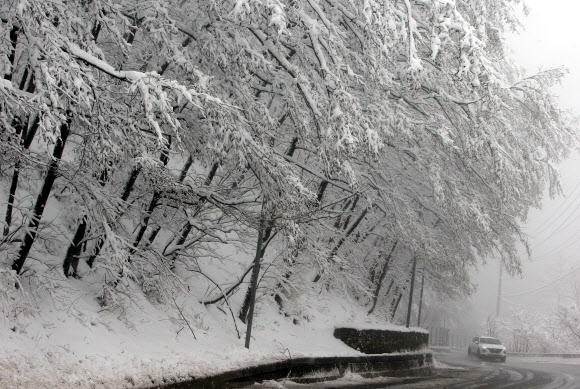 춘사월 눈 내리는 대관령