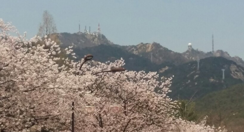 관악산을 배경으로 흰색의 벚꽃이 화사하게 피어올라 봄의 정취를 한껏 돋우고 있다. 남상인 기자 sanginn@seoul.co.kr