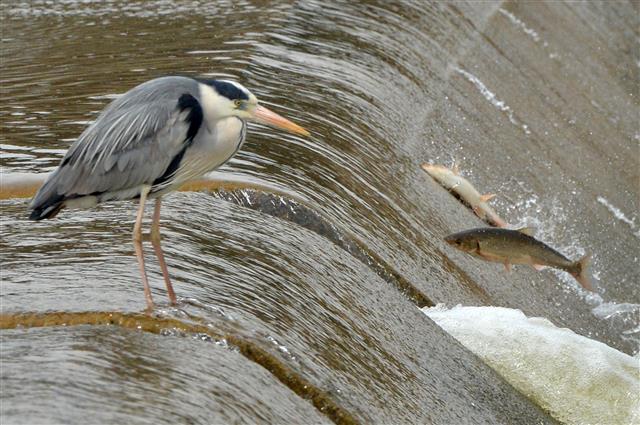 고향으로 돌아온 황어 ‘위기 봉착?’
