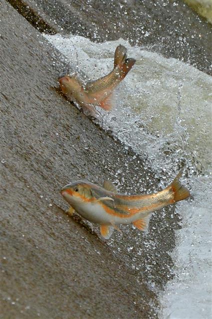 형산강으로 돌아온 황어