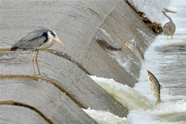 형산강 거슬러 오르는 황어떼