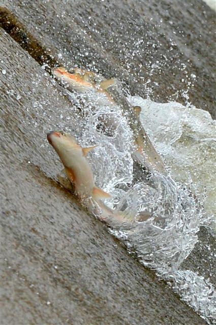 소용돌이치는 황어