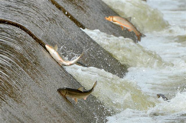 고향으로 돌아온 황어떼