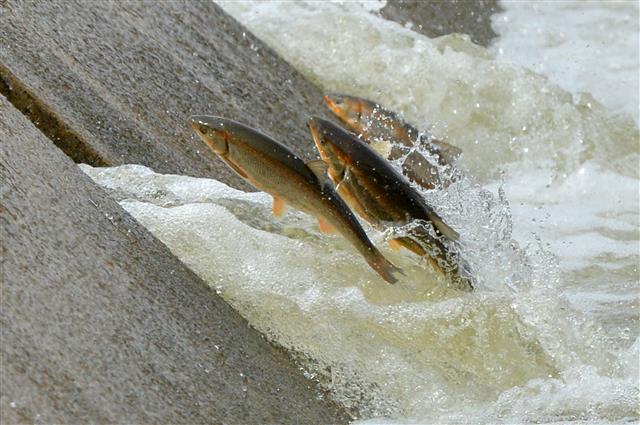 형산강 뛰어오르는 황어떼
