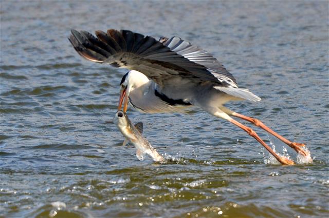 왜가리 오늘 아침 메뉴는 황어