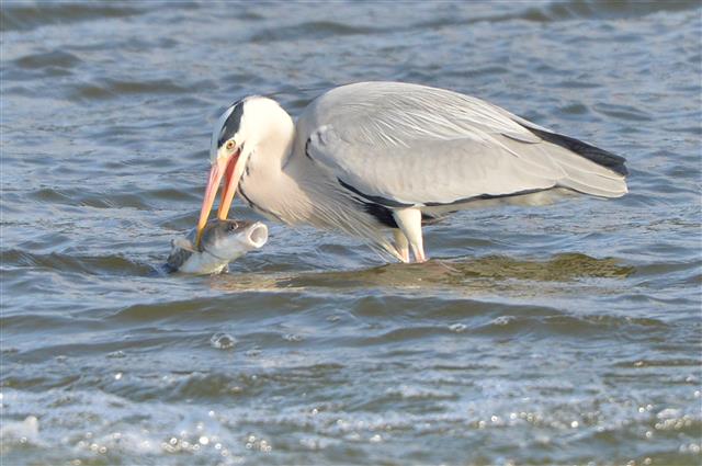 왜가리에 잡힌 황어