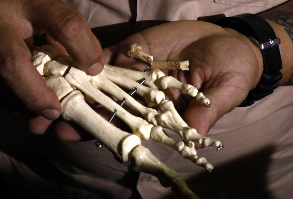 파리 자연사박물관 연구팀은 10일(현지시간) 과학 전문 학술지 네이처를 통해 필리핀 루손섬의 칼라오 동굴에서 새로운 인류의 종을 발견했다고 발표했다. 연구팀은 치아 7개, 두개골 2개, 발뼈 3개, 허벅지뼈 1개 등을 분석한 결과 “다른 종에서 발견된 것과 다른 조합의 특징을 갖고 있다”면서“새로운 종에 ‘호모 루조넨시스’라고 이름 붙였다”고 밝혔다. 2019.4.11 EPA 연합뉴스