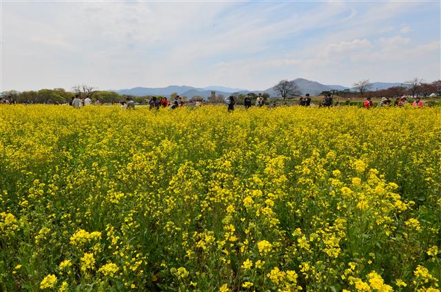 13일 오후 경북 경주시 동부사적지를 찾은 관광객들이 활짝 핀 유채꽃을 배경을 추억을 만들고 있다.2019.4.13 뉴스1