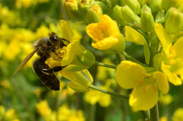 13일 오후 꿀벌 한마리가 경북 경주사 동부사적지 유채밭에서 꿀을 따고 있다.2019.4.13 뉴스1