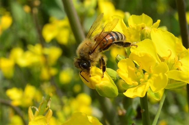 13일 오후 꿀벌 한마리가 경북 경주사 동부사적지 유채밭에서 꿀을 따고 있다.2019.4.13 뉴스1