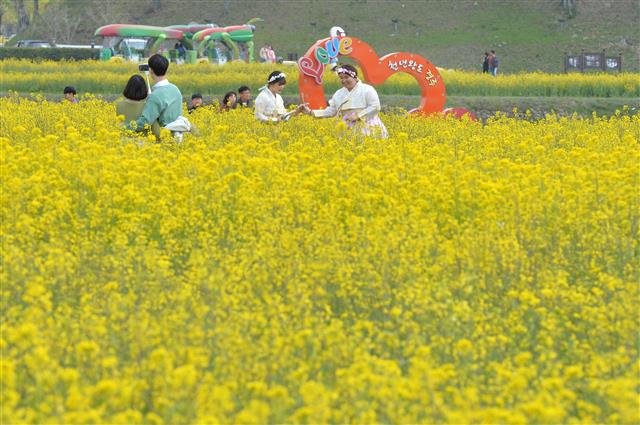 13일 경북 경주시 동부삭적지를 찾은 관광객들이 활짝 핀 유채꽃을 배경으로 추억을 만들고 있다.2019.4.13 뉴스1