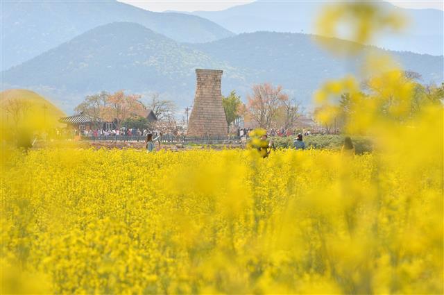13일 오후 경북 경주시 동부사적지를 찾은 관광객들이 활짝 핀 유채꽃을 배경으로 추억을 만들고 있다.2019.4.13 뉴스1