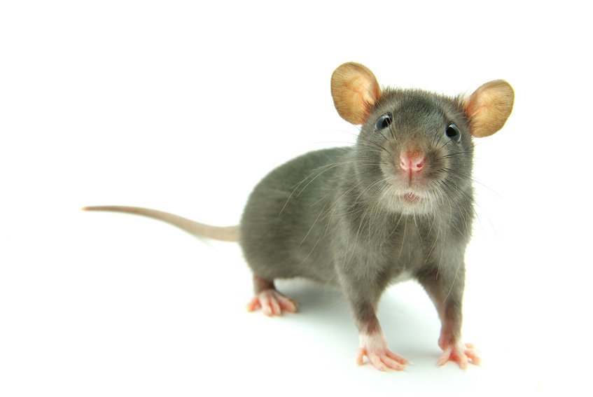 생쥐실험을 통해 공감을 느끼는 신피질 부분의 ‘공감거울뉴런’을 발견했다. 생쥐도 갖고 있는 공감능력을 갖지 못하고 있는 사이코패스가 사람에게서는 발견된다. 사이언스 데일리 제공