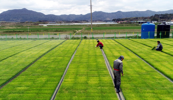 ‘곡우’ 앞두고 무럭무럭 자라는 볏모