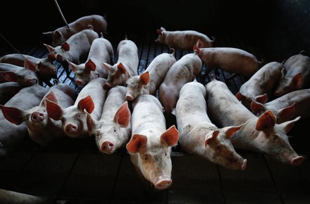 식량 생산을 목적으로 사육되는 돼지의 경우 동물실험이 금지돼 있으나 최근 돼지의 뇌 복원 연구가 성공함에 따라 가축용 돼지를 이용한 다양한 동물실험이 시도될 것으로 예상된다. 가축까지 실험 대상에 오르며 실험동물에 대한 윤리 논쟁이 더욱 거세질 것으로 보인다. 네이처 제공