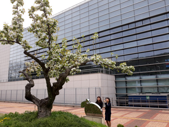 105살 배나무 꽃 활짝