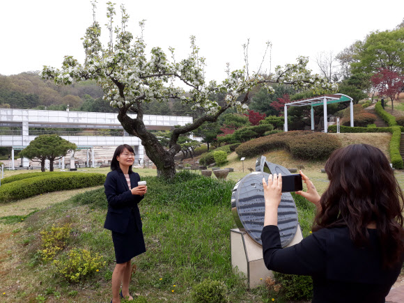 105살 배나무 꽃 활짝