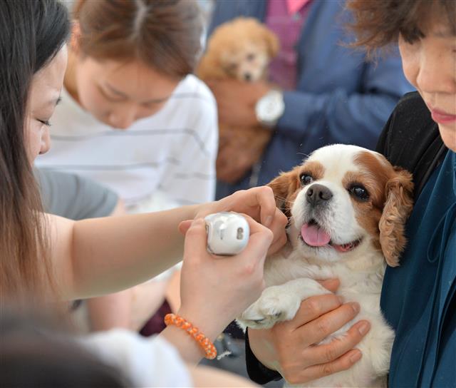 경북 포항시 남구 오천읍 냉천수변공원에서 열린 제6회 포항반려견문화축제에서 반려견들이 무료 미용 서비스를 받고 있다. 이날 축제에는 500여마리의 반려견이 참가했다.2019.4.21 뉴스1