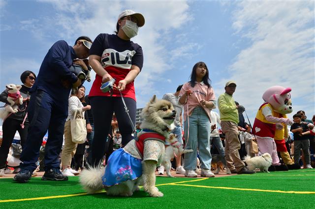 경북 포항시 남구 오천읍 냉천수변공원에서 열린 제6회 포항반려견문화축제에서 반려견과 함께 달리기 경주에 참가한 견주들이 출발 신호를 기다리고 있다.이날 축제에는 500여마리의 반려견이 참가했다.2019.4.21 뉴스1