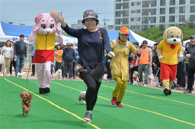 경북 포항시 남구 오천읍 냉천수변공원에서 열린 제6회 포항반려견문화축제에서 반려견과 함께 달리기에 참가한 견주가 반려견과 함께 전력질주하고 있다.이날 축제에는 500여마리의 반려견이 참가했다.2019.4.21 뉴스1