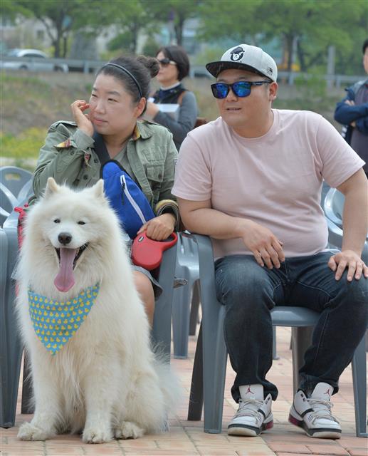 경북 포항시 남구 오천읍 냉천수변공원에서 열린 제6회 포항반려견문화축제에서 반려견이 주인과 함께 즐거운 시간을 보내고 있다.이날 축제에는 500여마리의 반려견이 참가했다.2019.4.21 뉴스1